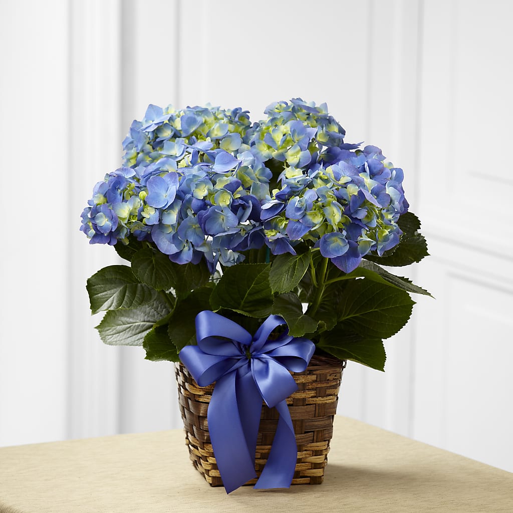 Blue Hydrangea Planter – FLEUR D'AMOUR, Huntersville NC
