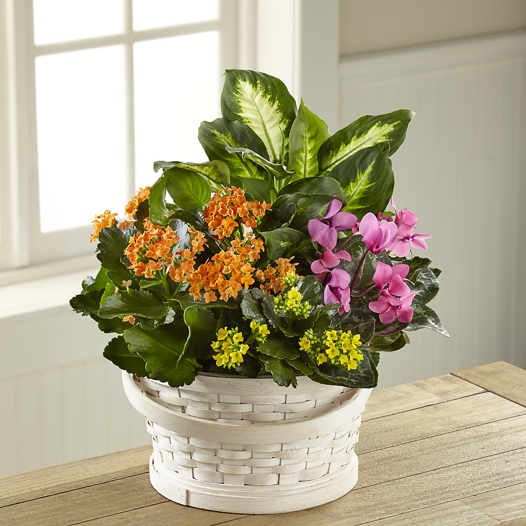 Color Crush Dishgarden – FLEUR D'AMOUR, Huntersville NC