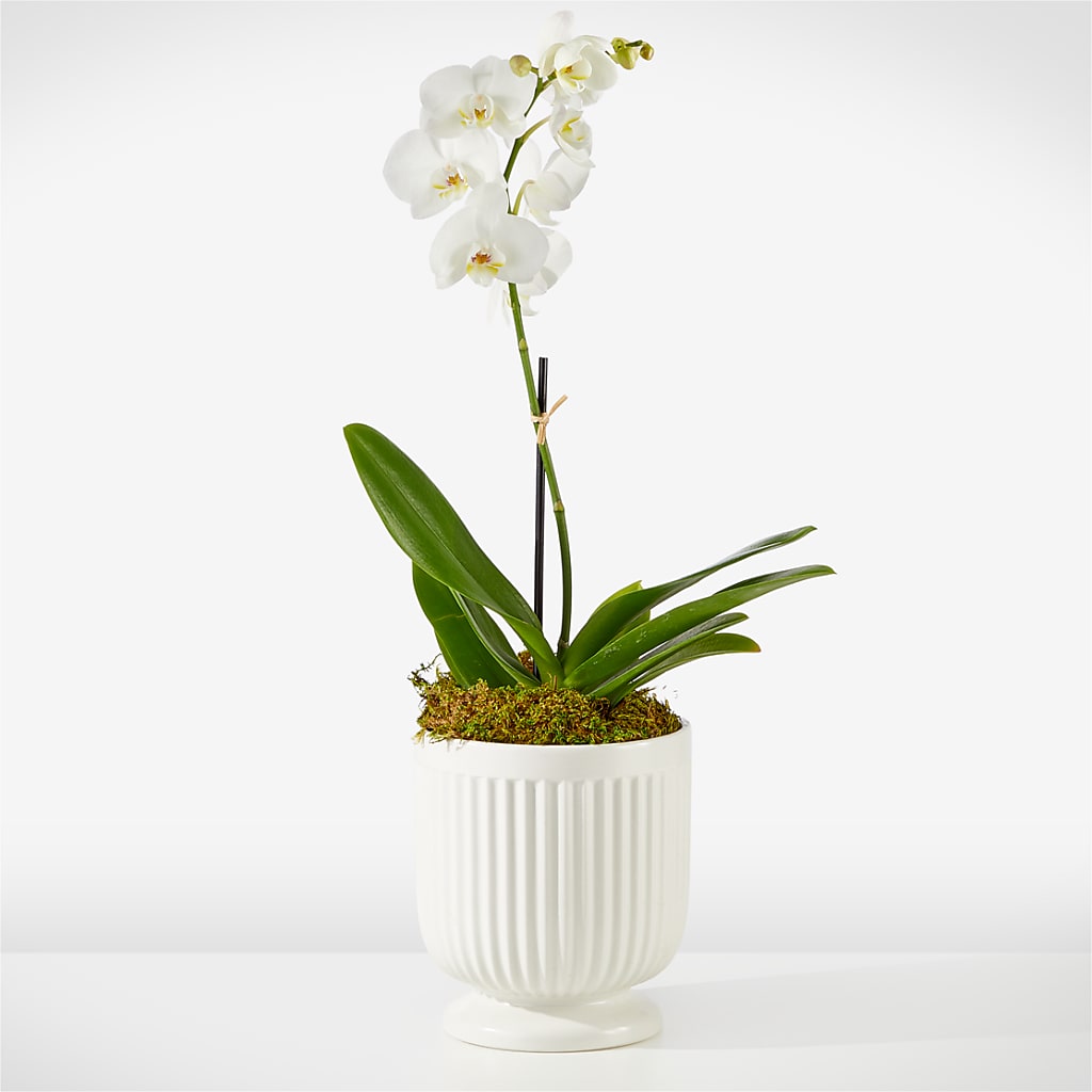 Whispering White Orchid – FLEUR D'AMOUR, Huntersville NC