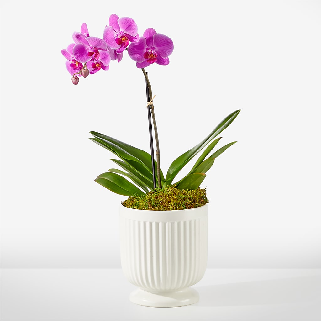 Friendly Fuchsia Orchid – FLEUR D'AMOUR, Huntersville NC
