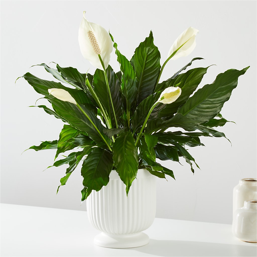 Comfort Planter – FLEUR D'AMOUR, Huntersville NC