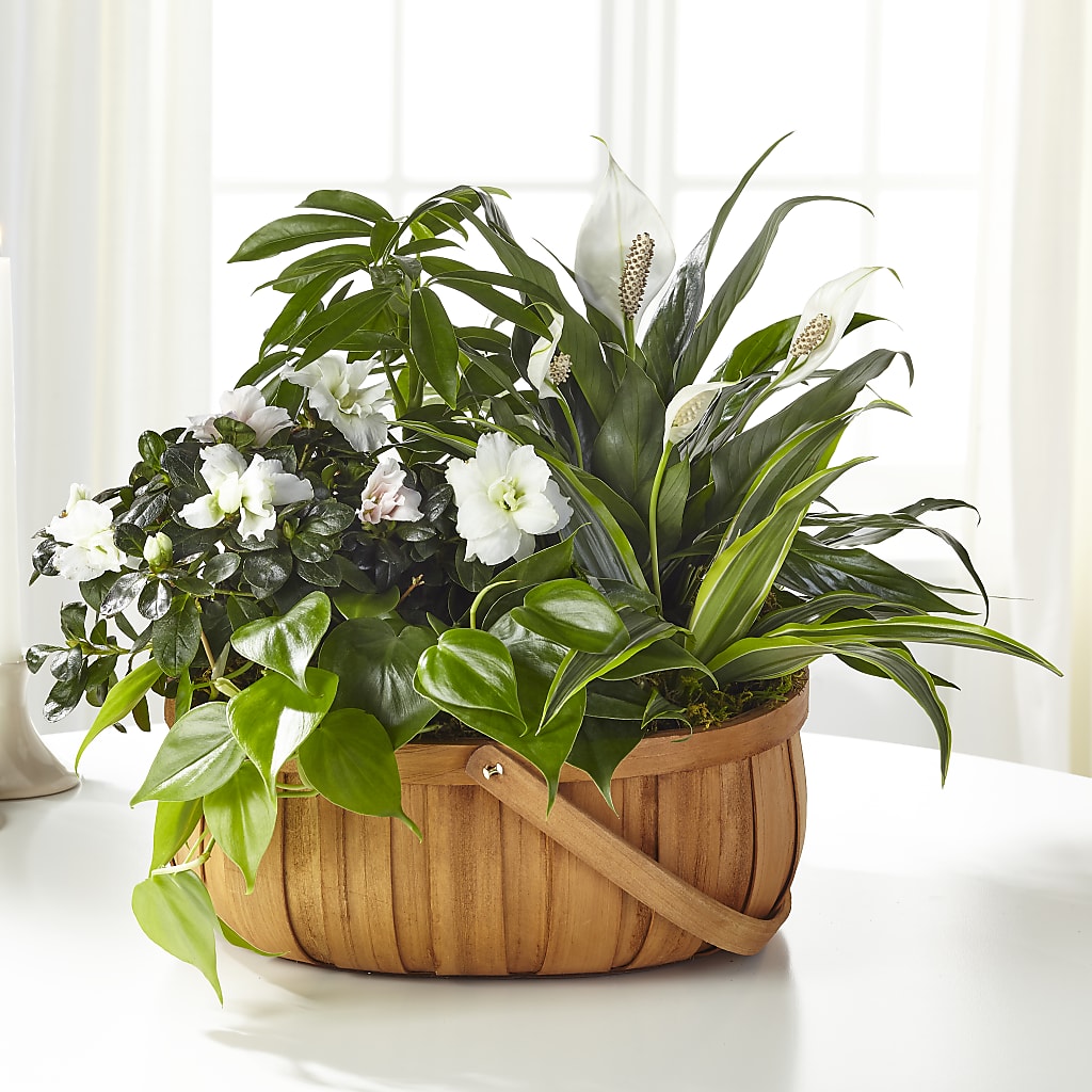 Serene Dishgarden – FLEUR D'AMOUR, Huntersville NC