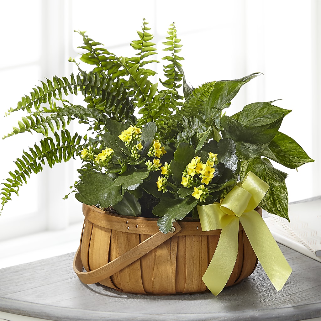 Always Dear Dishgarden – FLEUR D'AMOUR, Huntersville NC