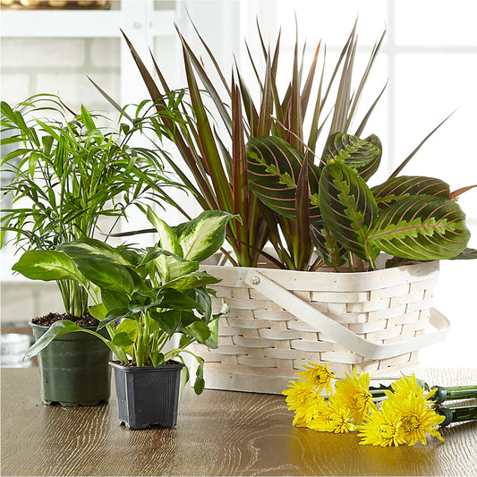 Florist Designed Blooming and Green Plants in a Basket – FLEUR D'AMOUR, Huntersville NC
