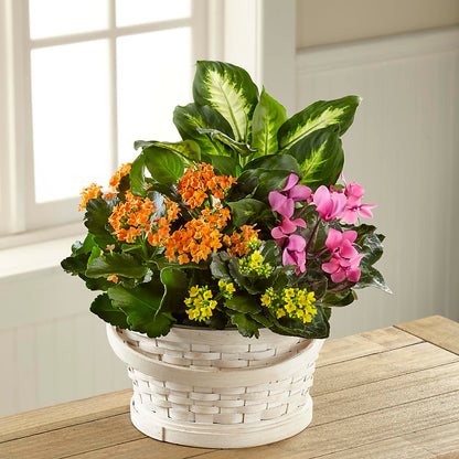 Color Crush Dishgarden – FLEUR D'AMOUR, Huntersville NC