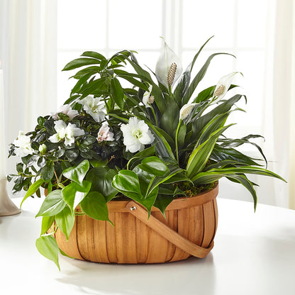 Serene Dishgarden – FLEUR D'AMOUR, Huntersville NC
