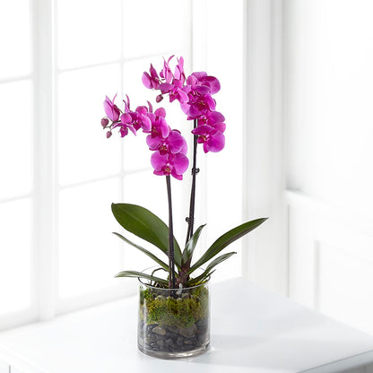 Pink Orchid Plant – FLEUR D'AMOUR, Huntersville NC
