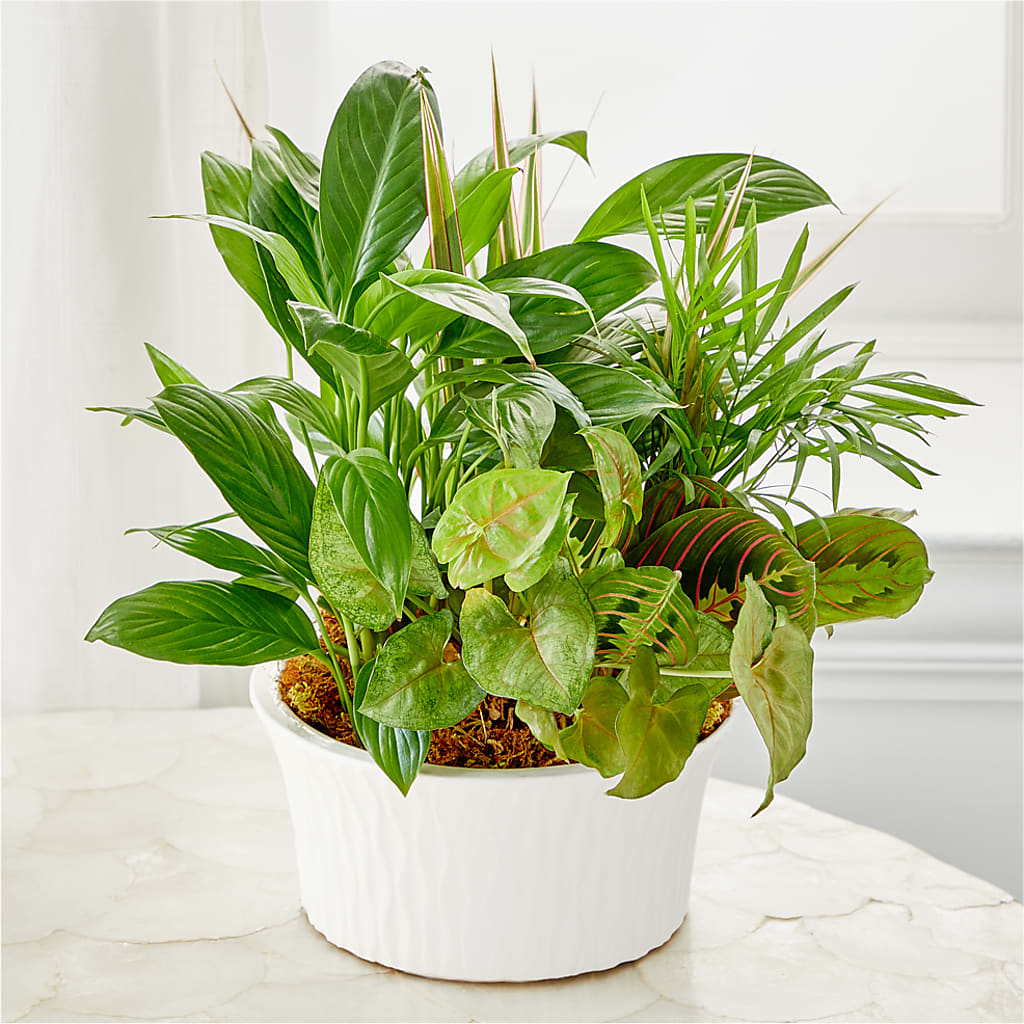 Balance & Harmony Dishgarden – FLEUR D'AMOUR, Huntersville NC