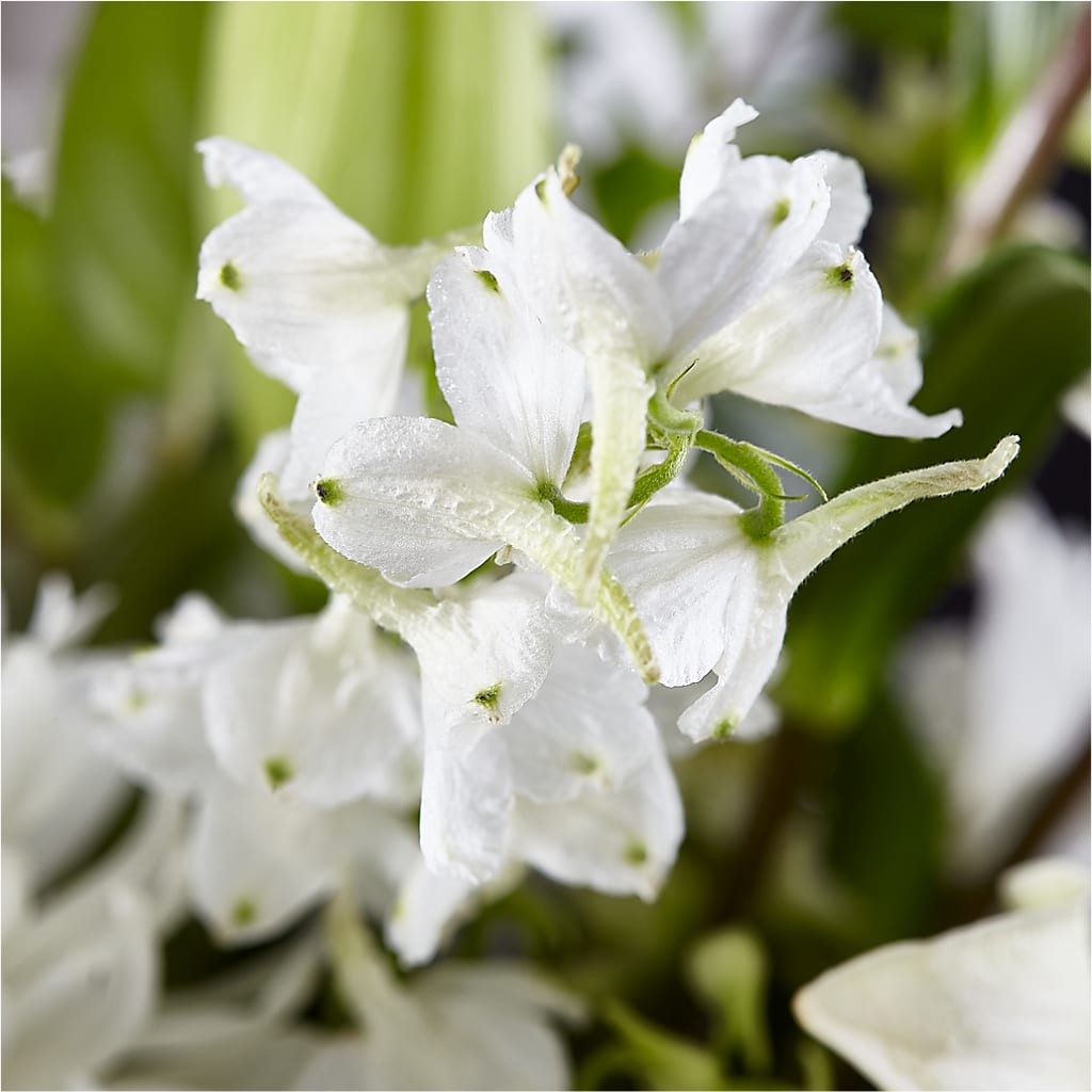 Classic Ivory – A Florist Original – FLEUR D'AMOUR, Huntersville NC